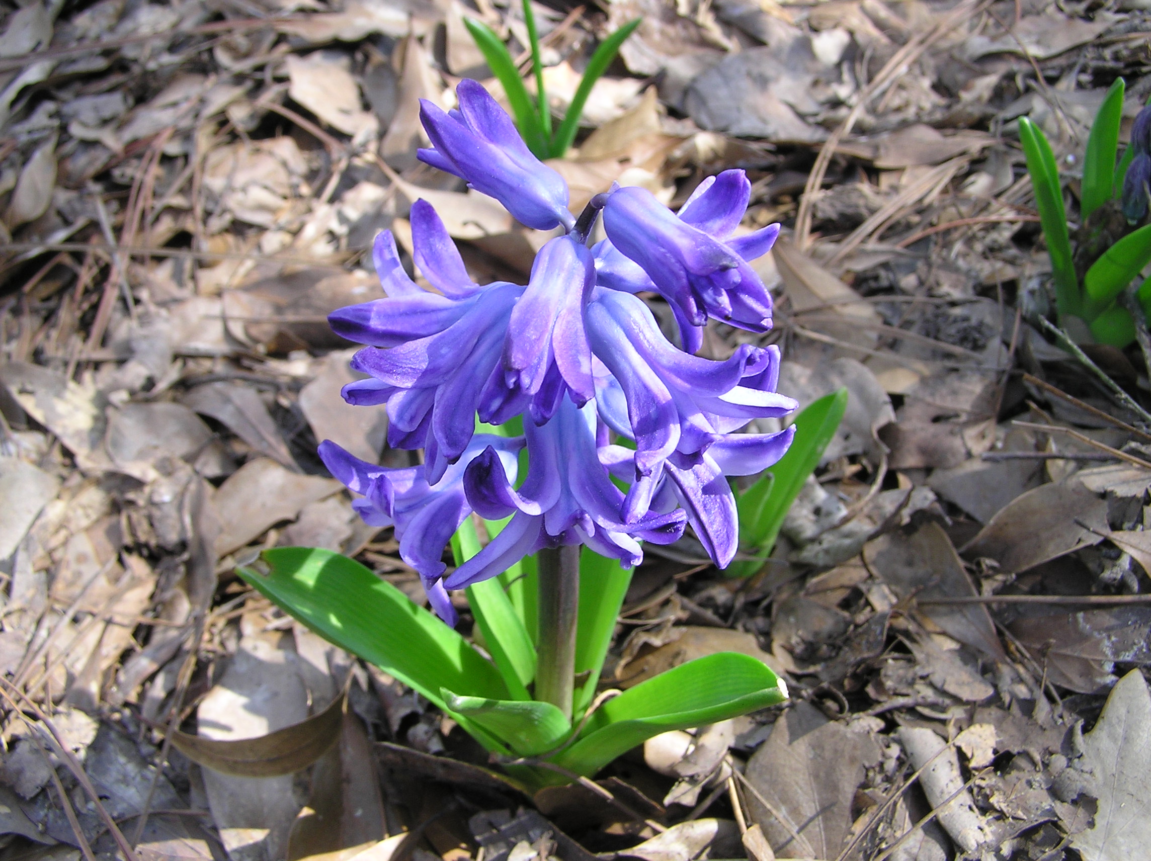 It's Time to Plant Spring Flowering Bulbs